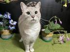Adopt Bella a Siamese / Mixed (short coat) cat in Fayetteville, GA (41514117)