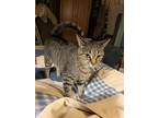 Adopt Jasmine a Gray, Blue or Silver Tabby Domestic Shorthair / Mixed (short