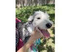 Adopt Jasper a White - with Black Standard Schnauzer / Mixed dog in Olympia