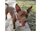 Adopt Sweet Tea a Red/Golden/Orange/Chestnut - with White Dachshund / Corgi /