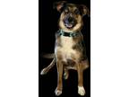 Adopt Suga a Catahoula Leopard Dog / Shepherd (Unknown Type) / Mixed dog in