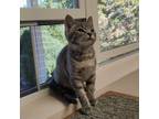 Adopt Marina a Domestic Shorthair / Mixed (short coat) cat in Eastsound