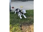Adopt Squeaky a Black Siberian Husky / Mixed dog in Lewis Center, OH (41528229)