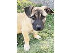 Adopt Addie a Brown/Chocolate - with Black Basset Hound / Dachshund / Mixed dog