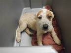 Adopt A603228 a Red/Golden/Orange/Chestnut Australian Cattle Dog / Mixed dog in