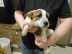 Adopt A603229 a Red/Golden/Orange/Chestnut Australian Cattle Dog / Mixed dog in