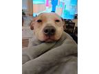 Adopt Sunny a Tan/Yellow/Fawn - with White American Pit Bull Terrier / Mutt /
