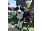 Adopt Riley a Tricolor (Tan/Brown & Black & White) Australian Shepherd / Mixed