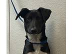 Adopt Luna a Labrador Retriever / Mixed dog in San Diego, CA (41549739)