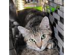 Adopt Jasmin a Brown or Chocolate Tabby (short coat) cat in Escalon