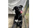 Adopt Poppy a Labrador Retriever / Mixed dog in Abbotsford, BC (41524753)