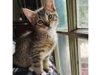 Adopt STRIPY "LOVE BUG" a Tan or Fawn Tabby Tabby (short coat) cat in Escalon