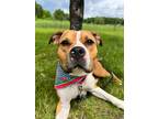 Adopt Hope a Mixed Breed (Medium) / Mixed dog in Menomonie, WI (41549686)
