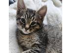 Adopt Gizzy a Spotted Tabby/Leopard Spotted Tabby (short coat) cat in Escalon