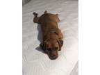 Adopt Comet a Red/Golden/Orange/Chestnut Jack Russell Terrier / Vizsla / Mixed