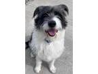 Adopt Mack a Mixed Breed (Medium) / Mixed dog in Sheboygan, WI (41491327)