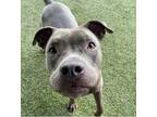 Adopt Cici a Brown/Chocolate - with White American Pit Bull Terrier / Mixed dog