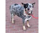 Adopt V39/ V40 a Blue Heeler / Mixed dog in Pomona, CA (41549382)
