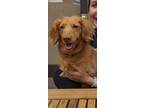 Adopt Calvin aka Duggy - So Ca a Tan/Yellow/Fawn Dachshund / Mixed dog in Los
