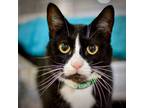 Adopt Marissa a Domestic Shorthair / Mixed cat in Sherwood, OR (41549359)