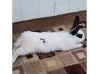 Adopt Sally a White English Spot / Mixed rabbit in Manchester, CT (41549288)