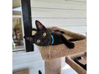 Adopt Wonton a Black (Mostly) Domestic Shorthair (short coat) cat in Umatilla