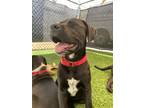 Adopt Naomi (Mall of NH) a Black - with White Labrador Retriever / Great Dane /