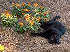 Adopt Sassy a Black (Mostly) American Shorthair / Mixed (short coat) cat in