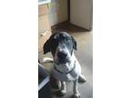 Adopt Kodi a White - with Black German Shorthaired Pointer / Hound (Unknown
