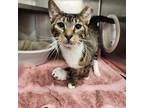 Adopt Milo a Tan or Fawn Tabby Domestic Shorthair (short coat) cat in Umatilla