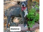 Adopt Muneca a Gray/Blue/Silver/Salt & Pepper American Staffordshire Terrier /