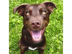 Adopt Excel a Brown/Chocolate Labrador Retriever / Mixed dog in Jefferson