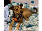 Adopt Wiley a Tricolor (Tan/Brown & Black & White) Whippet / Terrier (Unknown