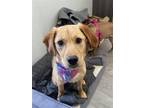Adopt Happy a Tan/Yellow/Fawn Golden Retriever / Labrador Retriever / Mixed dog
