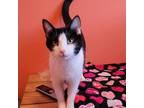 Adopt Salt a Domestic Shorthair cat in Elizabeth, IL (41494451)