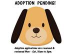 Adopt Skye a Tan/Yellow/Fawn Great Pyrenees / American Pit Bull Terrier dog in