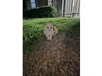 Adopt Toto a Brown or Chocolate American Curl / Mixed (short coat) cat in