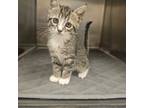 Adopt Jade a Gray, Blue or Silver Tabby Domestic Shorthair cat in Burlington