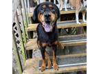 Adopt Giverny a Black Rottweiler / Mixed Breed (Medium) dog in Columbia