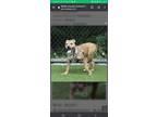 Adopt Kelly a Tan/Yellow/Fawn American Staffordshire Terrier / Boxer / Mixed dog