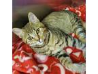 Adopt Lulu Lime a Brown Tabby Domestic Shorthair cat in Grand Junction