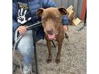 Adopt Rueben a Brown/Chocolate American Pit Bull Terrier dog in Grand Junction