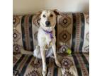 Adopt Maisey a Tan/Yellow/Fawn Mixed Breed (Medium) / Labrador Retriever dog in