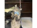 Adopt Angelo FIV+ a Tan or Fawn Tabby Domestic Longhair cat in Grand Junction