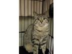 Adopt Dove a Gray, Blue or Silver Tabby Domestic Shorthair cat in Grand