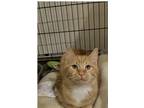 Adopt Canary a Orange or Red Tabby Domestic Shorthair cat in Grand Junction