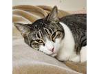 Adopt Waltzy a Tan or Fawn Tabby Domestic Shorthair cat in Grand Junction