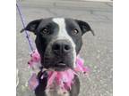 Adopt Star a Black - with White American Pit Bull Terrier / Australian Cattle
