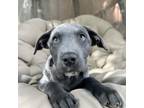 Adopt Midori a Gray/Silver/Salt & Pepper - with White Labrador Retriever / Mixed