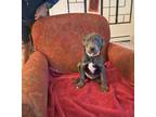 Adopt Gamboge a Gray/Silver/Salt & Pepper - with White Labrador Retriever /